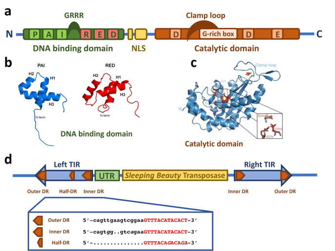 Fig.1 The structural architecture of the Sleeping Beauty transposable element comprises specific conserved domains. (OA Literature)