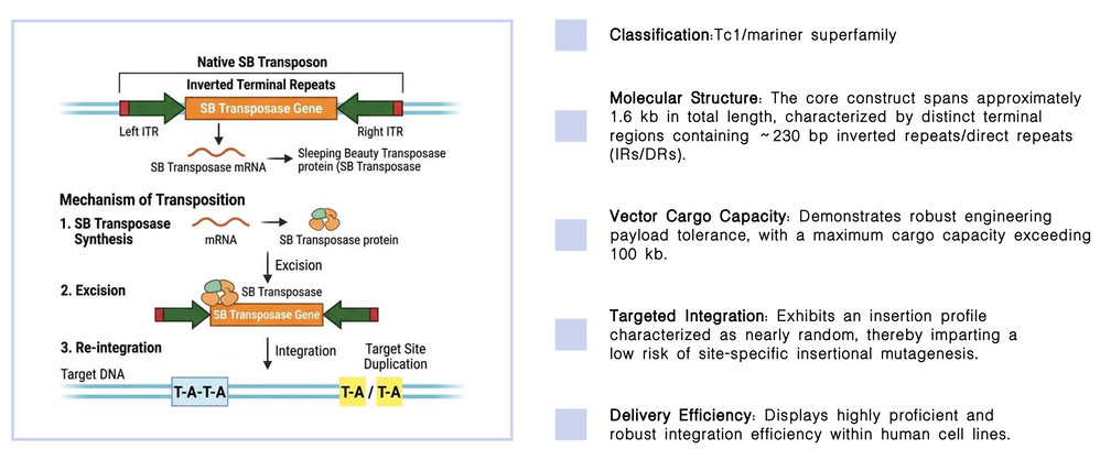 Featured services of SB transposon platform for non-viral CAR-T development at Creative Biolabs. (Creative Biolabs Original)