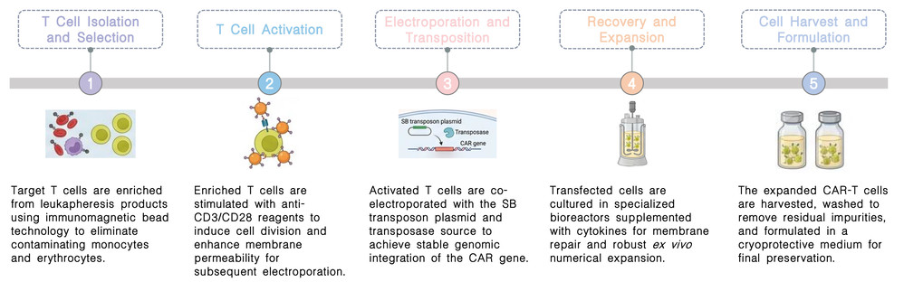 Workflow of SB transposon platform for non-viral CAR-T development at Creative Biolabs. (Creative Biolabs Original)