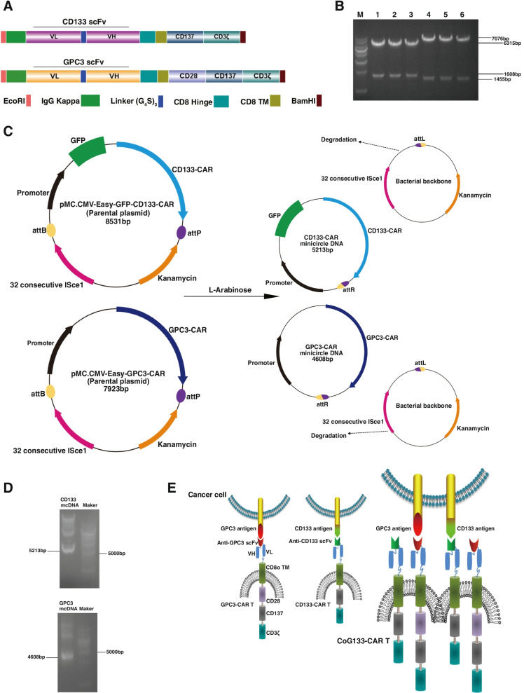 Fig.1 Design and validation of two mcDNA vectors and the configuration of CAR-T cells. (OA Literature)