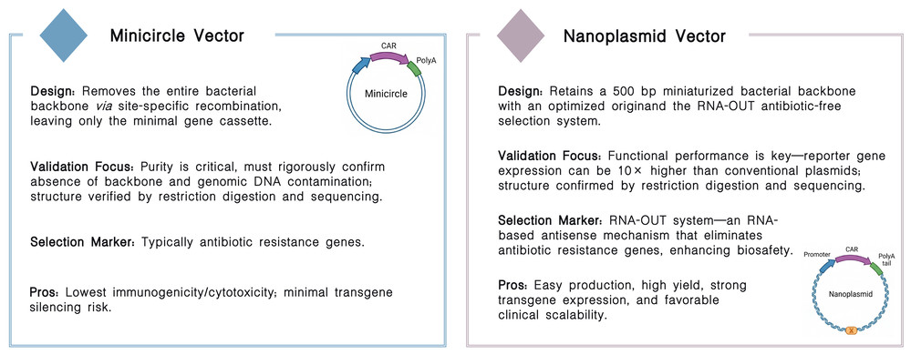 Featured services of minicircle & nanoplasmid vector platforms for non-viral CAR-T at Creative Biolabs. (Creative Biolabs Original)