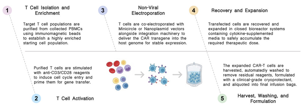 Workflow of minicircle & nanoplasmid vector platforms for non-viral CAR-T at Creative Biolabs. (Creative Biolabs Original)