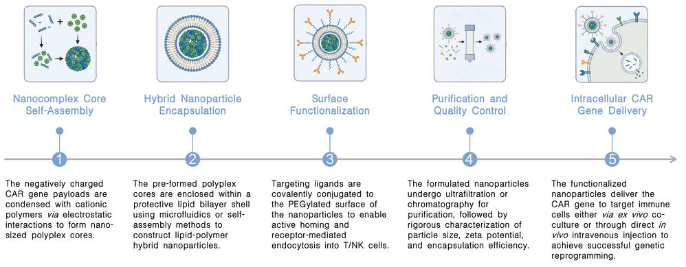 Workflow of polymeric & hybrid nanoparticle platforms for CAR delivery at Creative Biolabs. (Creative Biolabs Original)