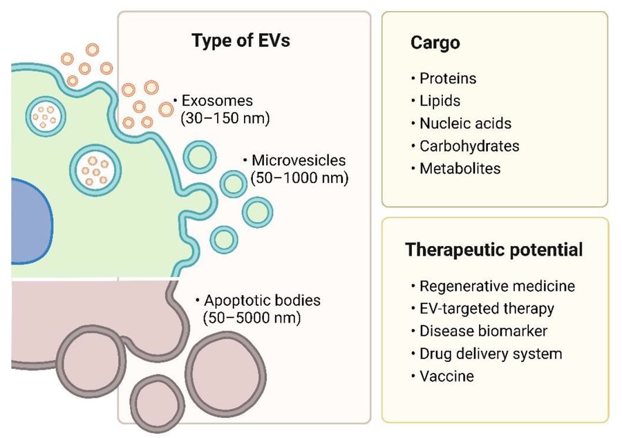 Fig.1 The classification, contents, and therapeutic promise of extracellular vesicles. (OA Literature)