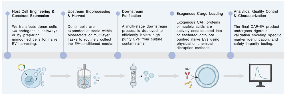 Workflow of exosome and EV platforms for CAR delivery at Creative Biolabs. (Creative Biolabs Original)