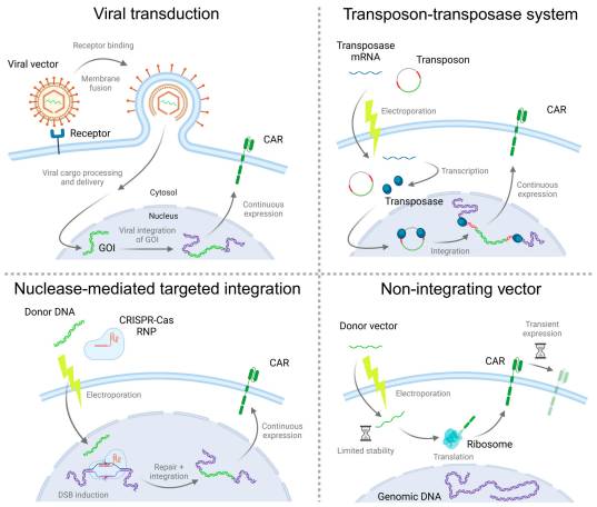Fig.1 Summary of various gene delivery approaches. (OA Literature)