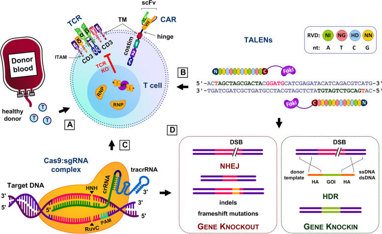 Fig.1 Establishing universal CAR T cells employing genome editing. (OA Literature)