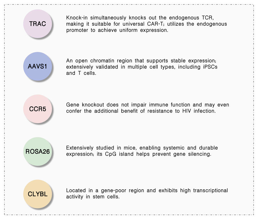 Our Core Technologies of site-specific CAR knock-in & genomic safe harbor integration at Creative Biolabs. (Creative Biolabs Original)