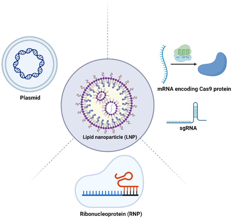 Fig.1 CRISPR therapies delivered via lipid nanoparticles. (OA Literature)