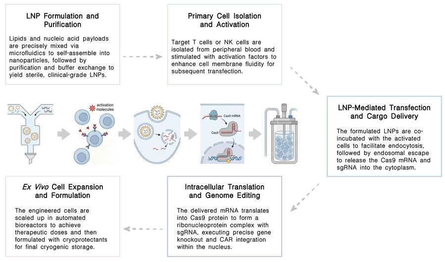 Workflow of LNP-mediated CRISPR/Cas9 gene editing platform at Creative Biolabs. (Creative Biolabs Original)
