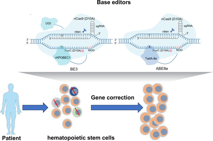 Fig.1 Therapeutic genome editing via base editors is performed in hematopoietic stem cells. (OA Literature)