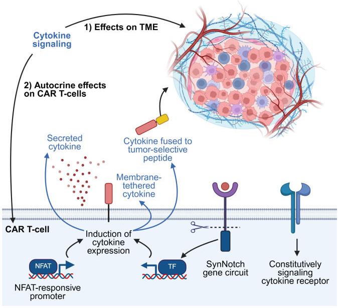 Fig.1 Methods for leveraging cytokine-mediated signal transduction. (OA Literature)