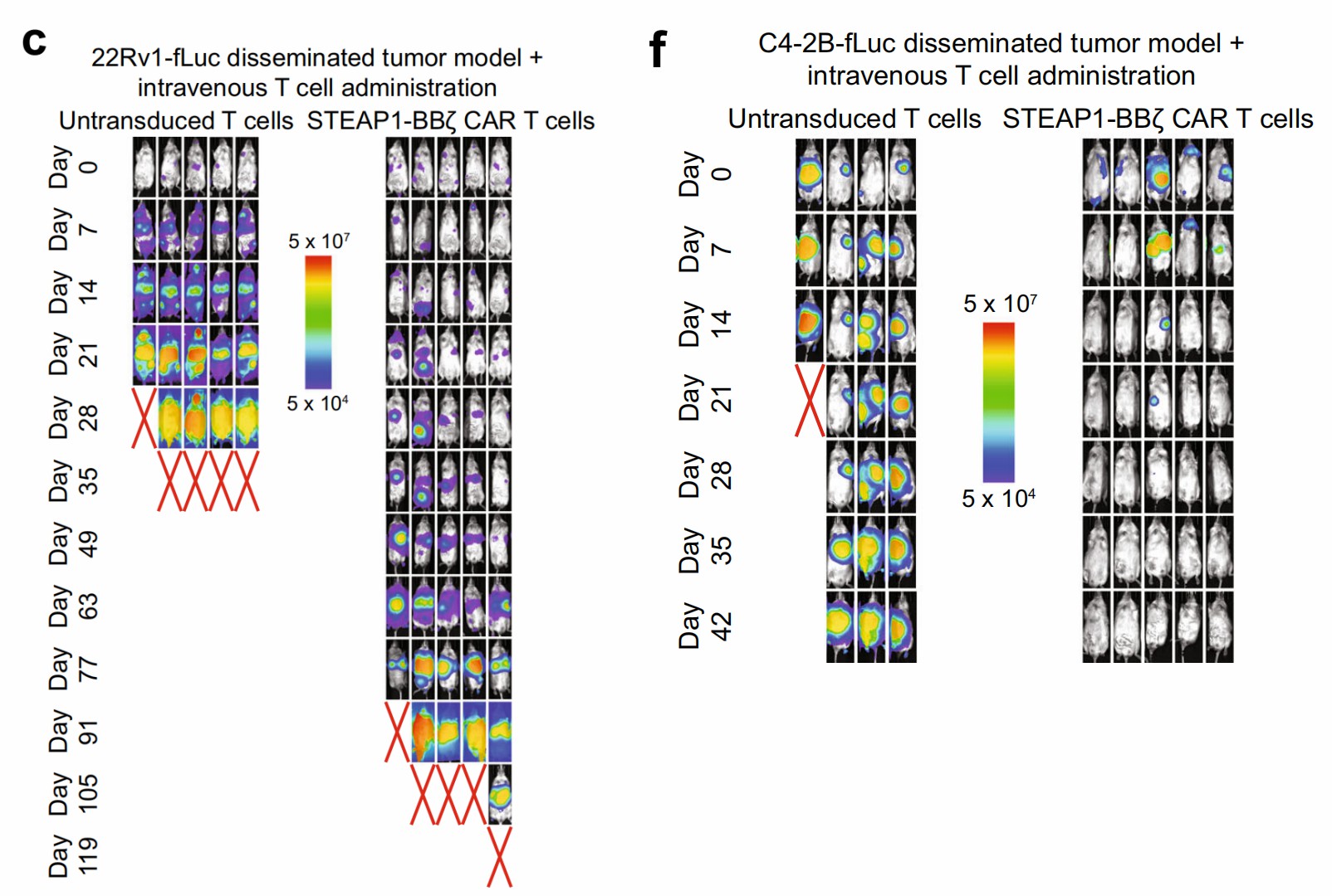 STEAP1 CAR-T cells displayed significant antitumor function in mouse models. (Bhatia, et al., 2023)