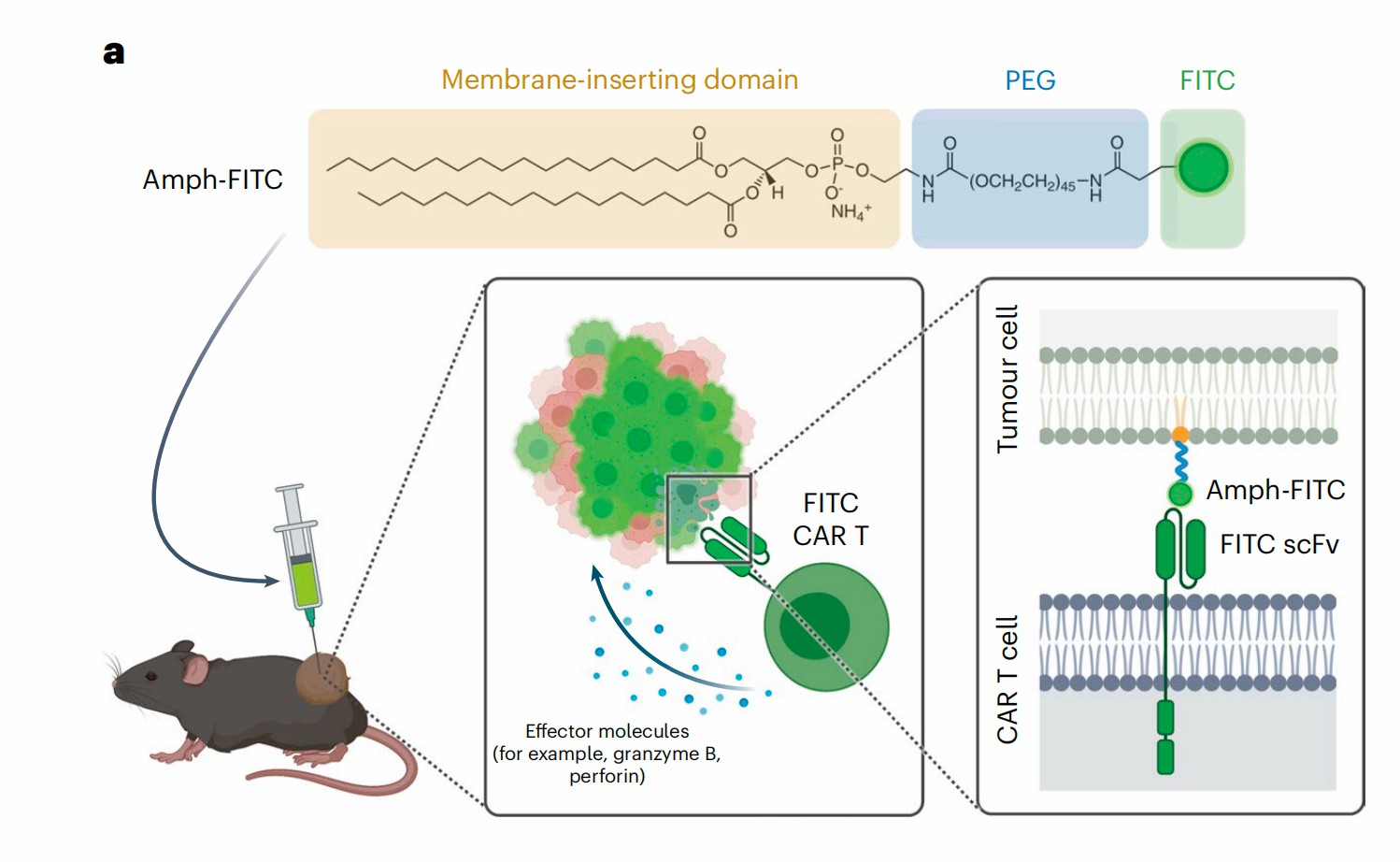 The structure of the amphiphilic poly PEG-lipids-FITC and corresponding CAR-T cell therapy. (Zhang, et al., 2023)