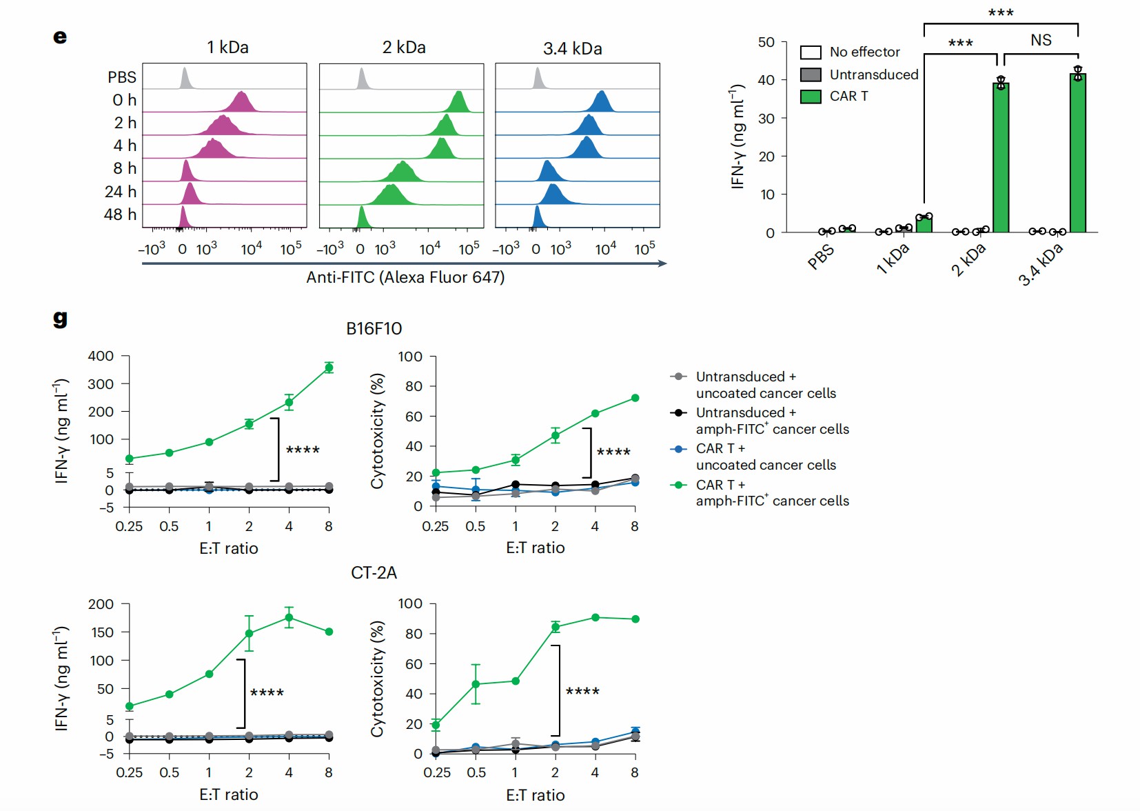 FITC are detected in cancer cells and mediate ligand-specific cytotoxicity in vitro. (Zhang, et al., 2023)