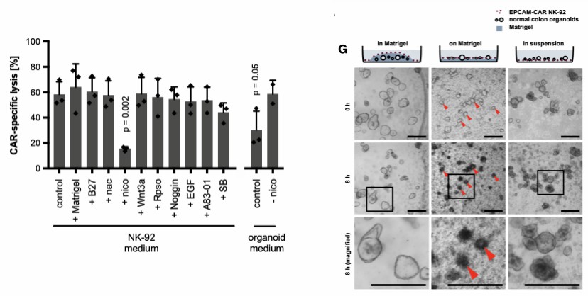 3D Model for CAR‐mediated Cytotoxicity using Patient‐derived Colorectal Cancer Organoids