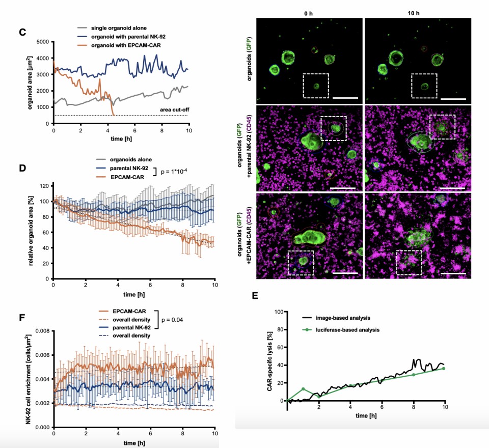 Monitor CAR-NK cell cytotoxicity by real-time imaging and GFP+ organoid area determination. (Schnalzger, et al., 2019)