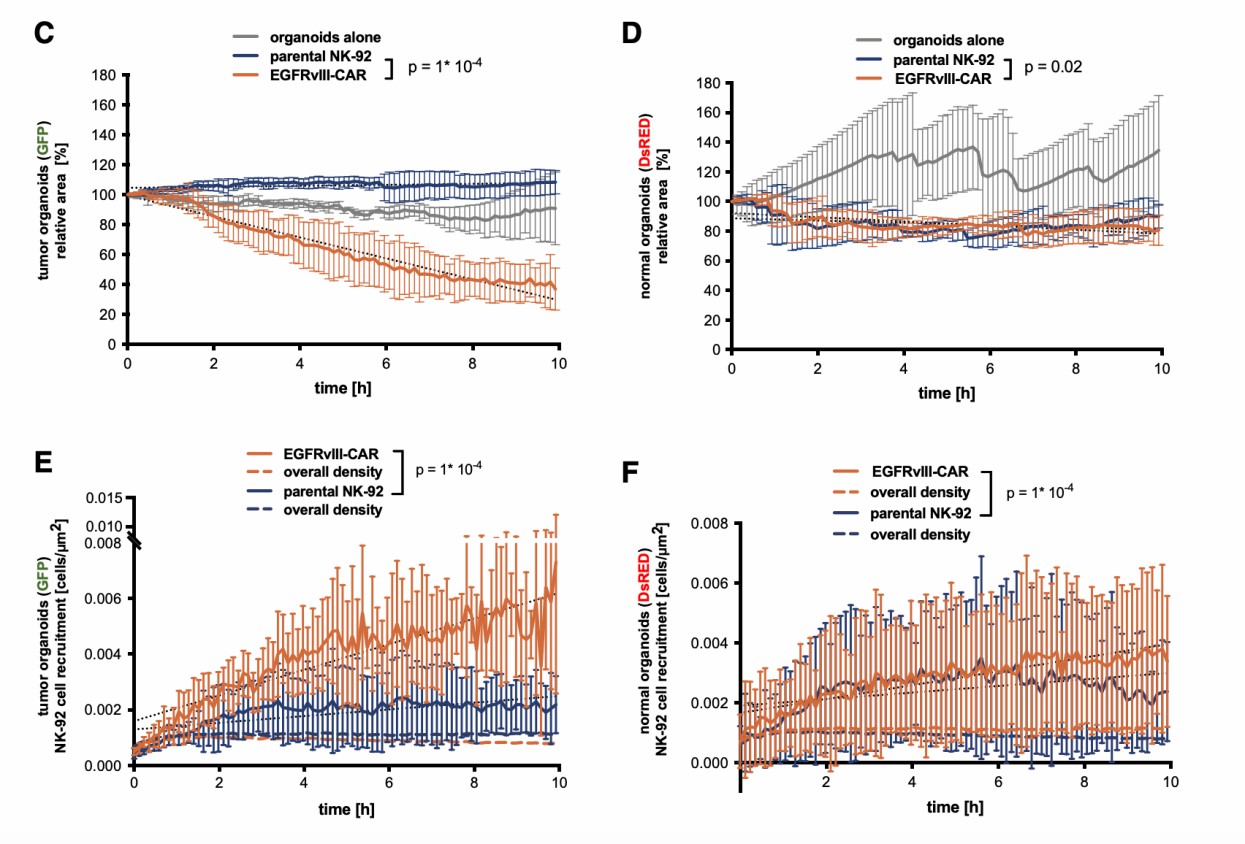  Quantitative evaluation of EGFRvIII-CAR NK anti-tumor effects on EGFRvIII+ cancer organoids. (Schnalzger, et al., 2019)