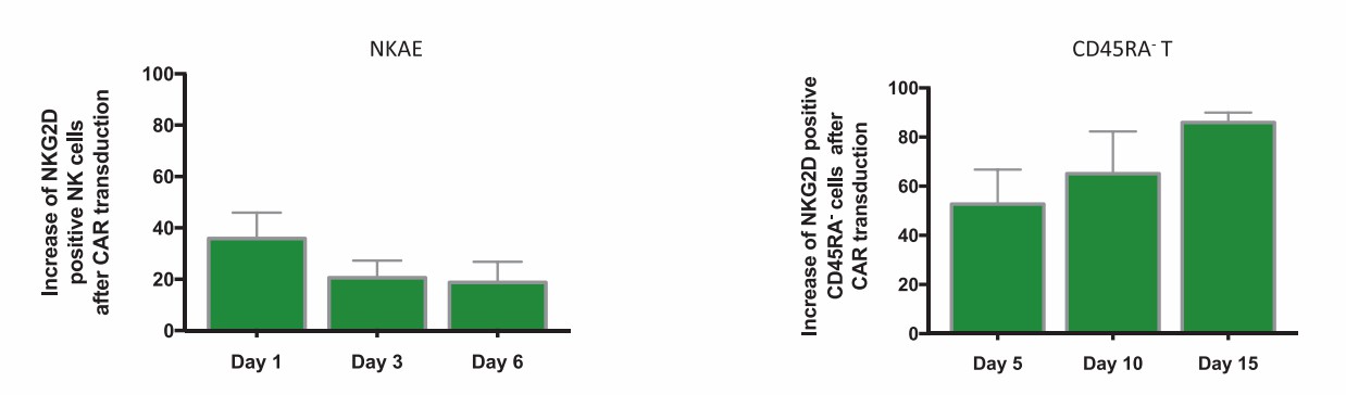 NKG2D-CAR-transduced Natural Killer Cells Efficiently Target Multiple Myeloma