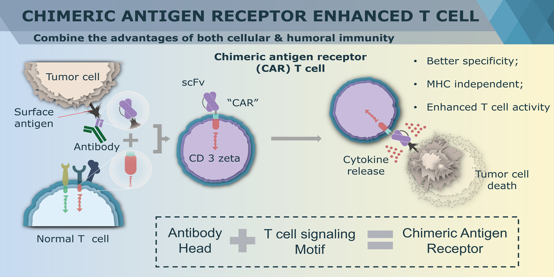 Chimeric antigen receptor CAR Technique
