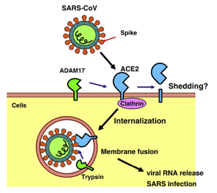 Mechanism of SARS-CoV infection.