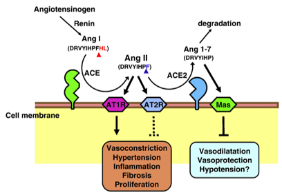 Schematic diagram of the role of ACE2 in the renin-angiotensin system. 