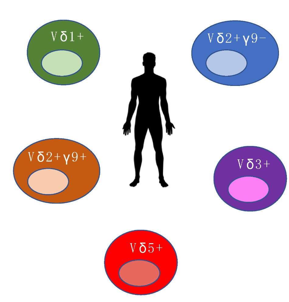 The different γδ T cell populations in human.