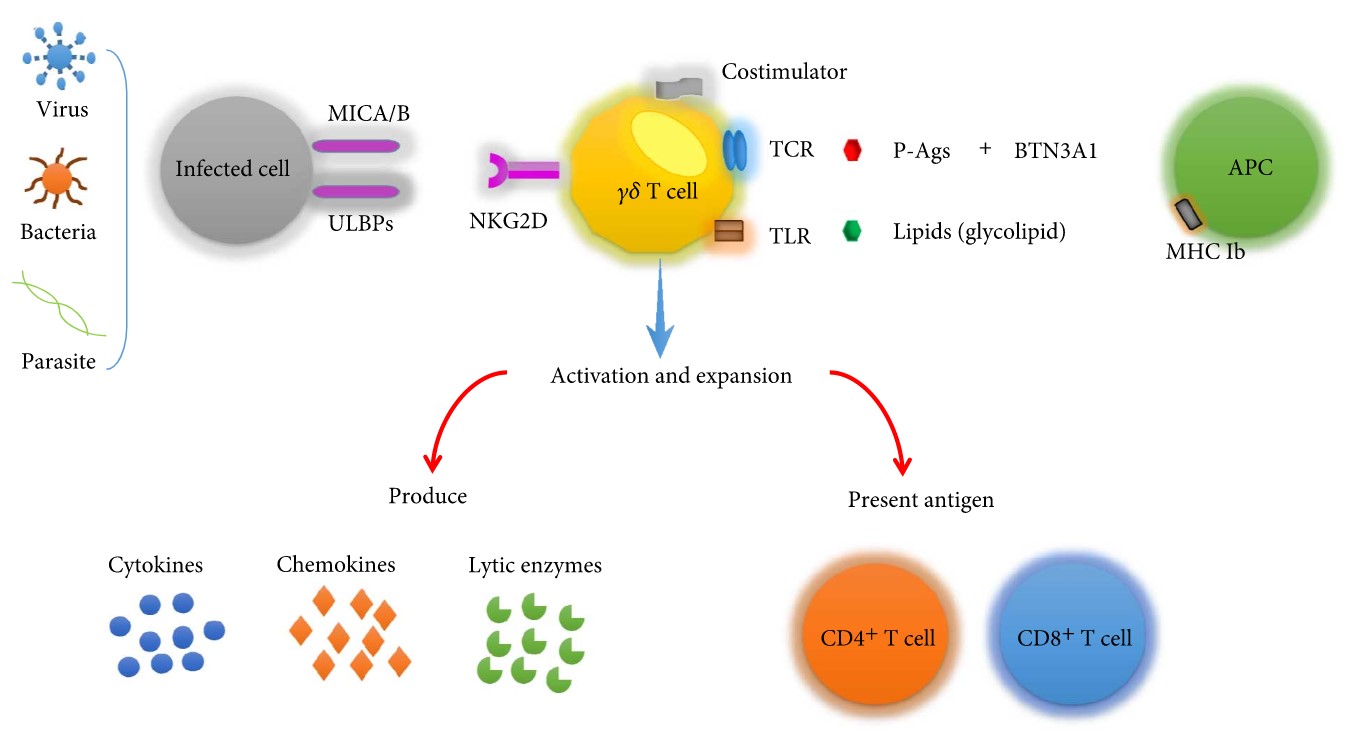 γδ T cells recognize antigens.