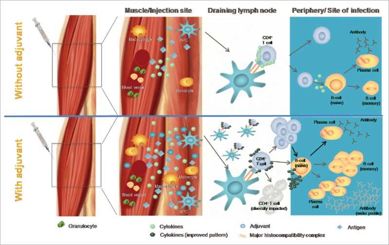 General mode of action of an adjuvant.