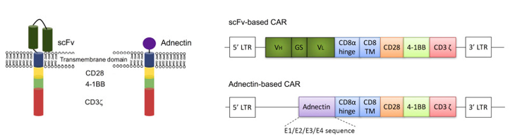scFv-Based CAR and Adnectin-Based CAR