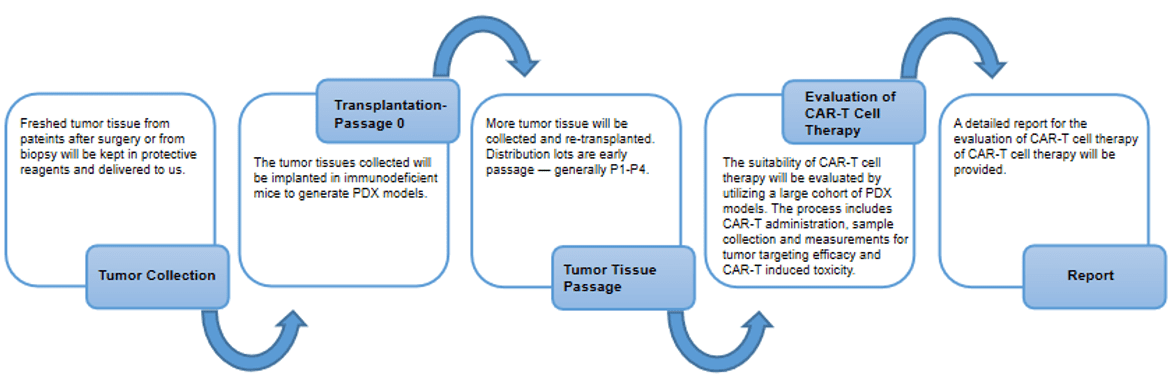 Animal Model Platform for CAR-T Therapy. (Creative Biolabs Original)