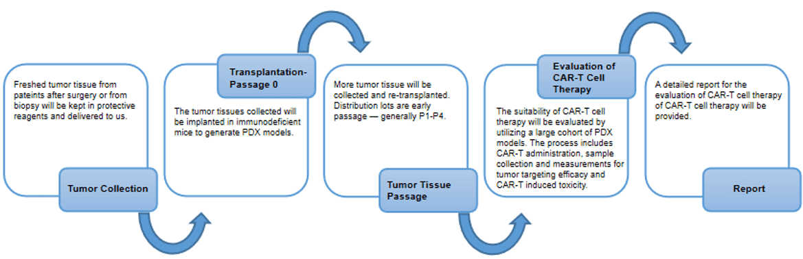 Animal Model Platform for CAR-T Therapy