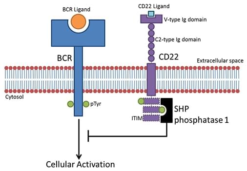 Anti-CD22 CAR-T Preclinical in vivo Assay