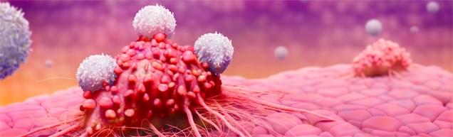 Anti-FAP CAR-T Preclinical in vivo Assay (Creative Biolabs Authorized)