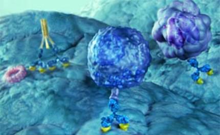 Anti-GD2 CAR-T Preclinical in vivo Assay (Creative Biolabs Authorized)