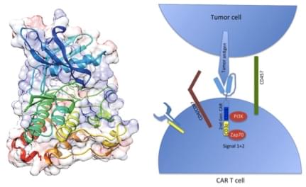 Anti-HER2 CAR-T Preclinical in vivo Assay