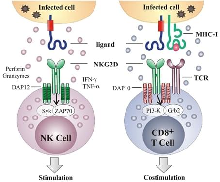 Anti-NKG2D-ligand CAR-T Preclinical in vivo Assay