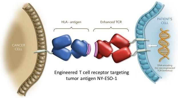 Anti-NY-ESO-1 CAR-T Preclinical in vivo Assay