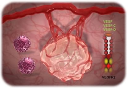 Anti-VEGFR2 CAR-T Preclinical in vivo Assay