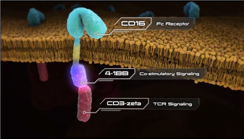 Antibody-Coupled T Cell Receptor (ACTR) Technology