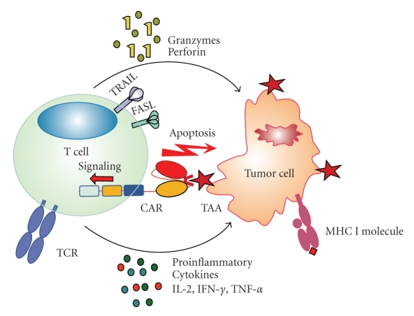 Antitumor effects mediated by activated CAR-T cells.