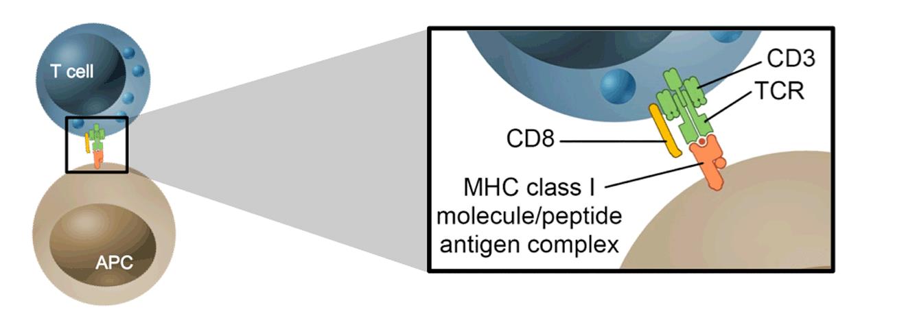 Antigen presentation stimulates T cells with the help of TCR.