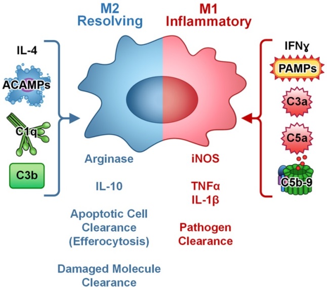 Macrophage polarization