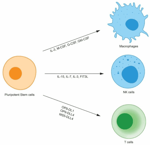 Fig.1 Immune cells derived from human pluripotent stem cells. (Lee, 2019)