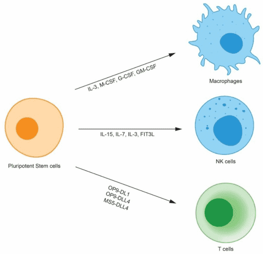 Human pluripotent stem cell-derived immune cells
