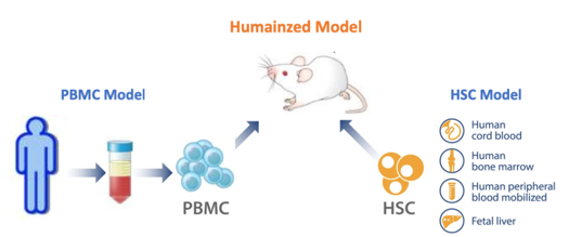 CAR-T Cell Therapy Animal Models