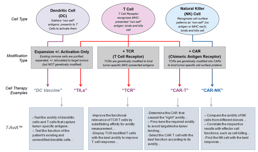 CAR-T/NK and TCR-T Cell Avidity Analysis