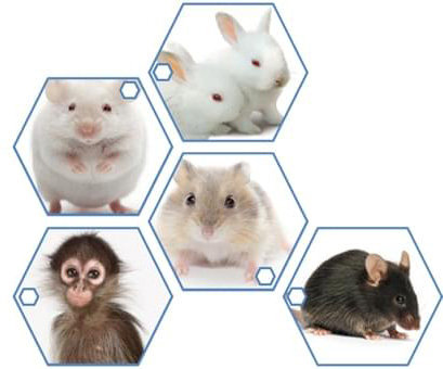 CAR-T Preclinical in vivo Assay