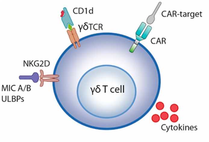 Engineering γδ T cell with a CAR.