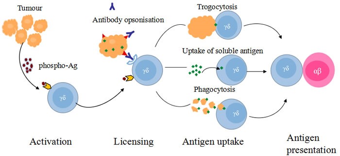 Antigen presentation functions of γδ T cells.